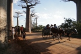 alle baobab madagascar.JPG